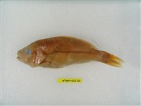 藏品(縱帶笛鯛)的圖片